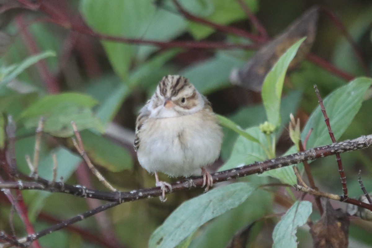 Clay-colored Sparrow - ML611144798