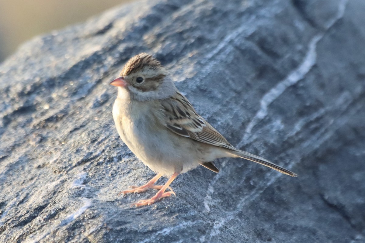 Clay-colored Sparrow - ML611144799