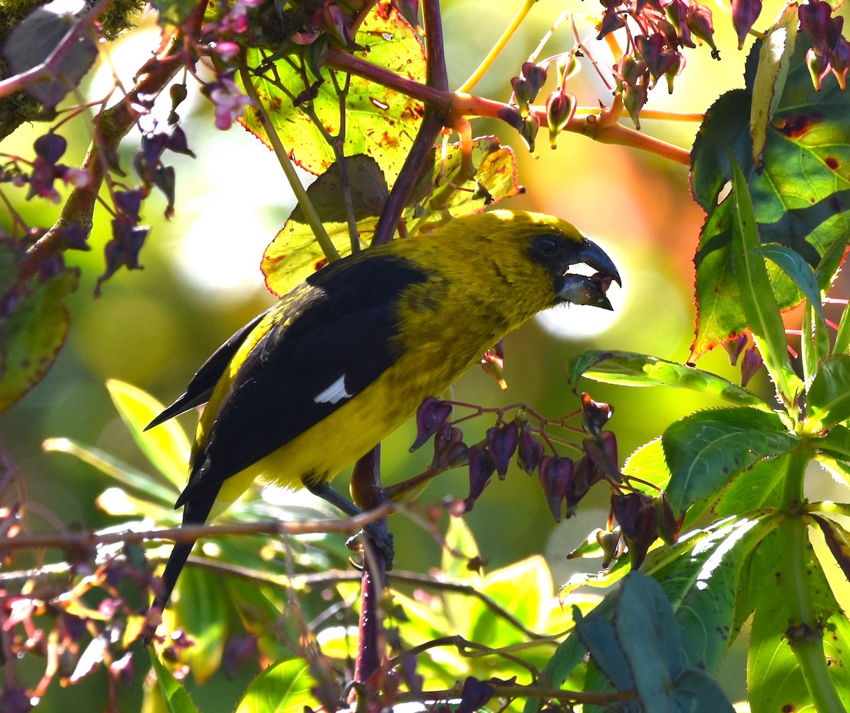 Black-thighed Grosbeak - alex bell