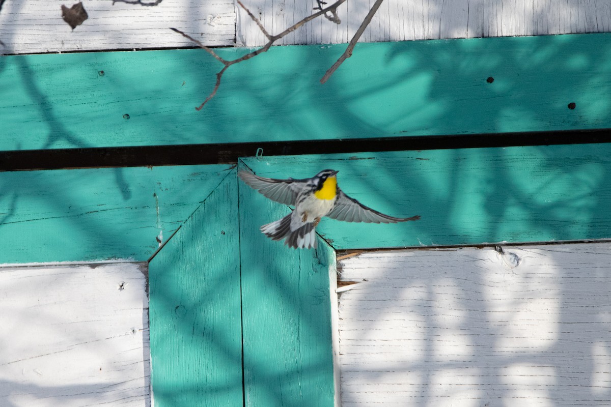 Yellow-throated Warbler - Nikolas Robinson