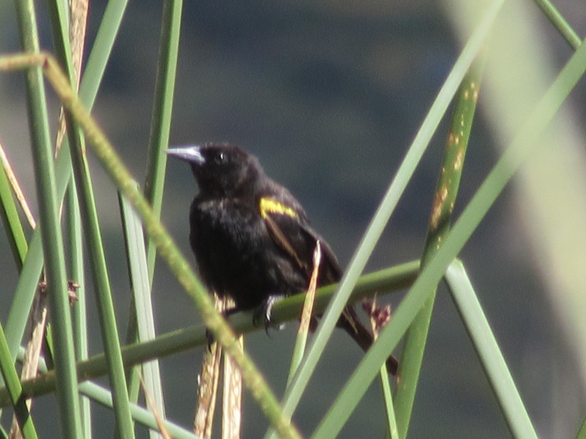 Yellow-winged Blackbird - ML611144982