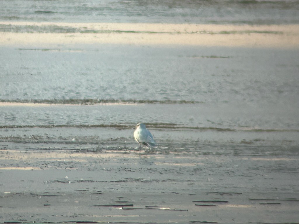 Glaucous Gull - ML611145051