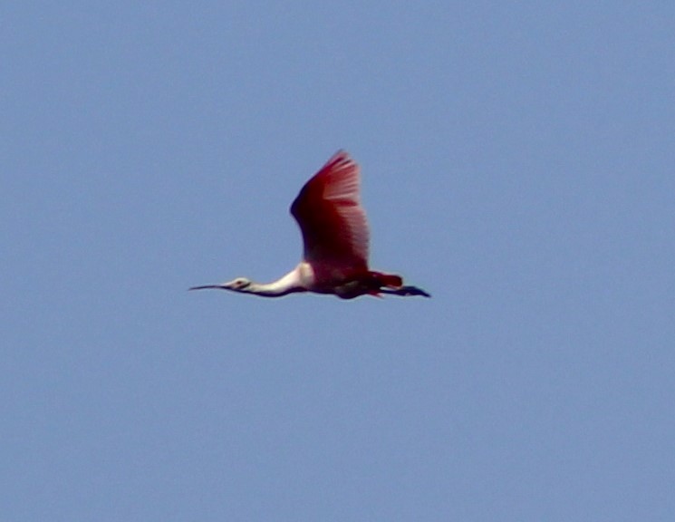 Roseate Spoonbill - ML611145093