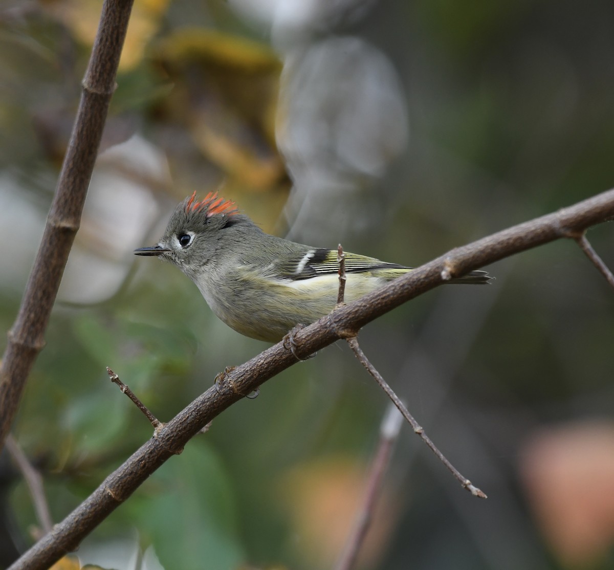 Ruby-crowned Kinglet - Paul Nielson