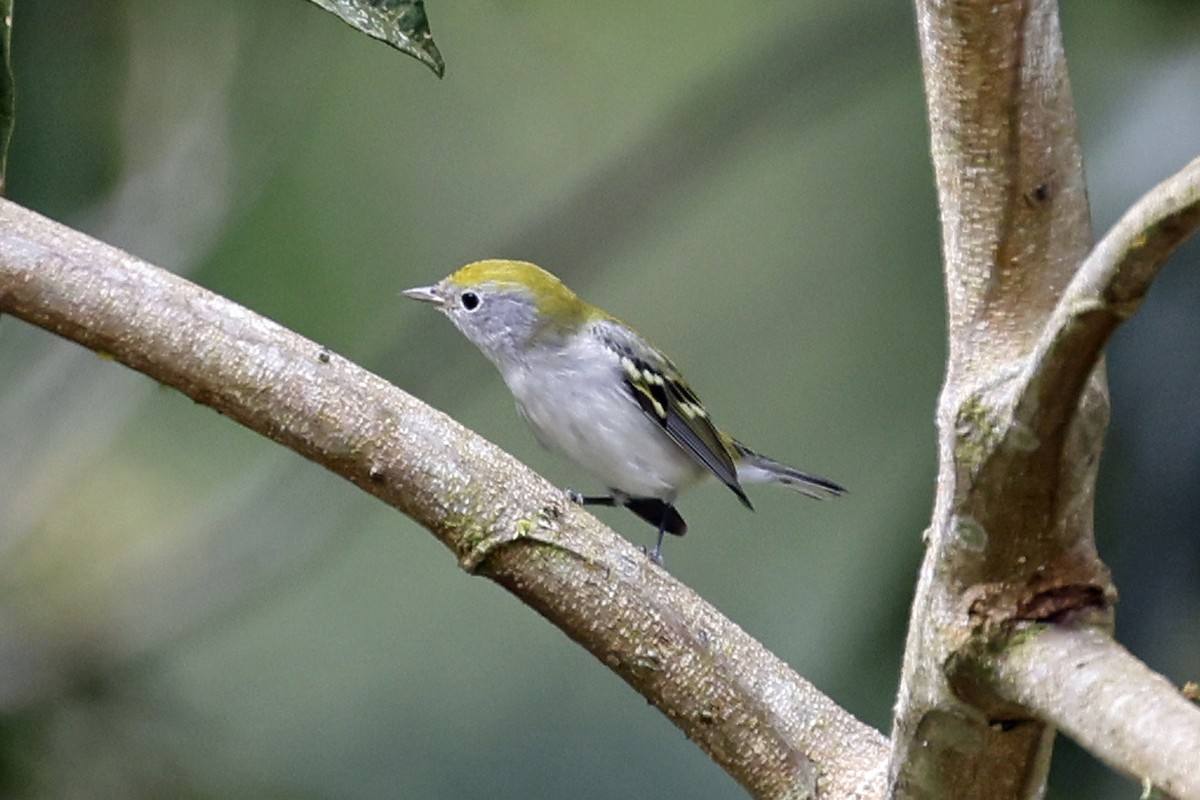 Chestnut-sided Warbler - ML611145106