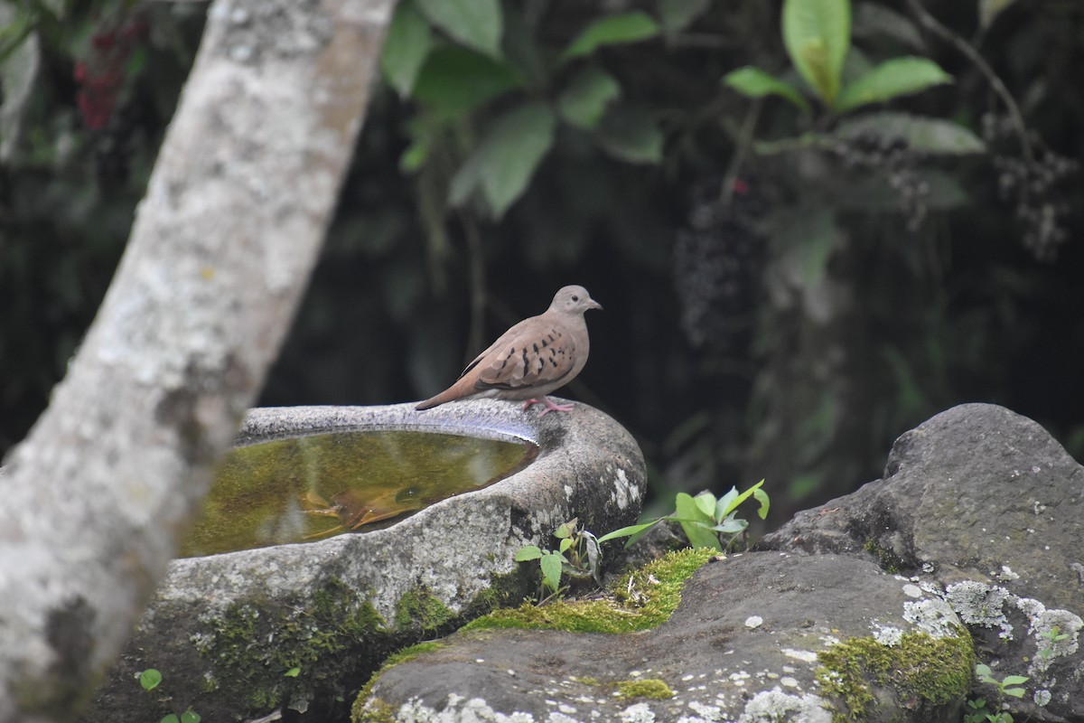 Ruddy Ground Dove - ML611145129