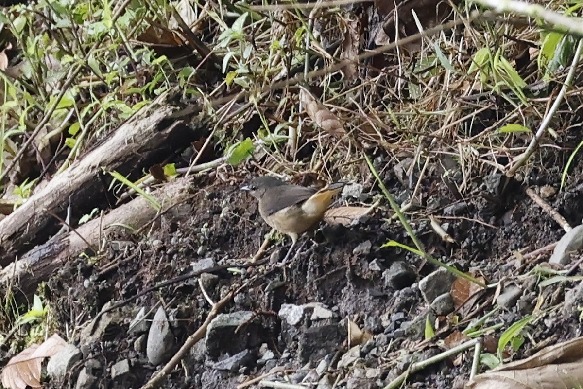 Buff-rumped Warbler - ML611145132