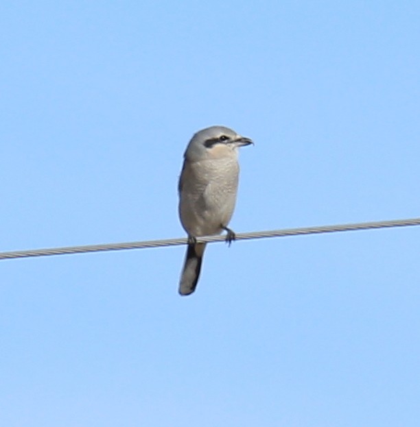 Alcaudón Boreal - ML611145215