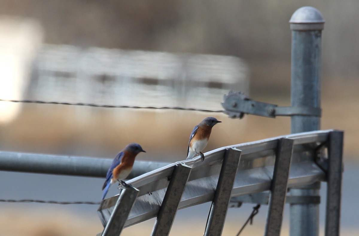 Eastern Bluebird - Donna Stumpp