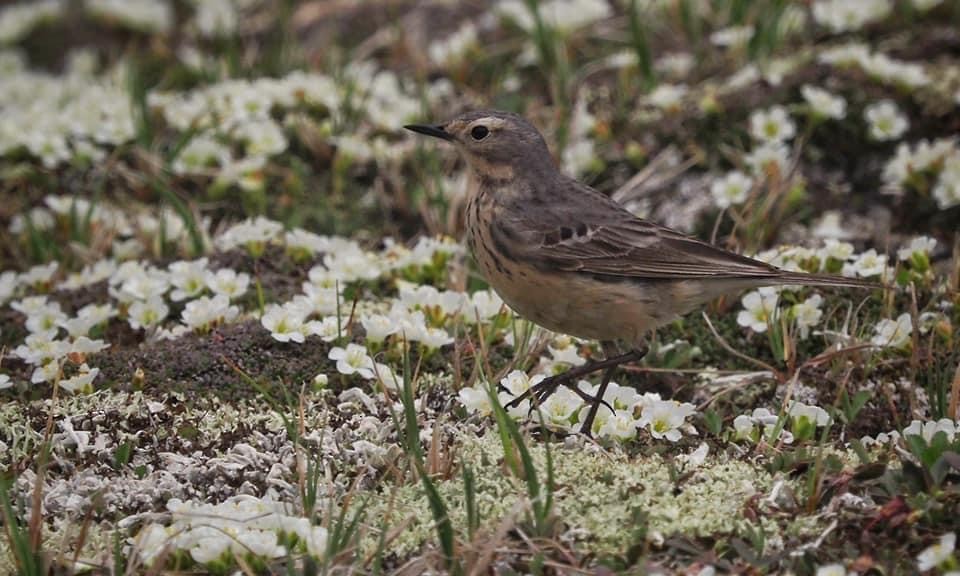 Pipit d'Amérique - ML611145260