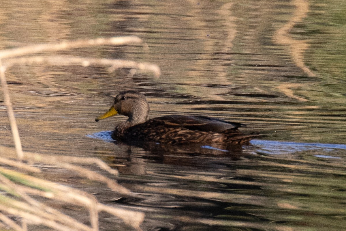 Mallard x Mexican Duck (hybrid) - ML611145288