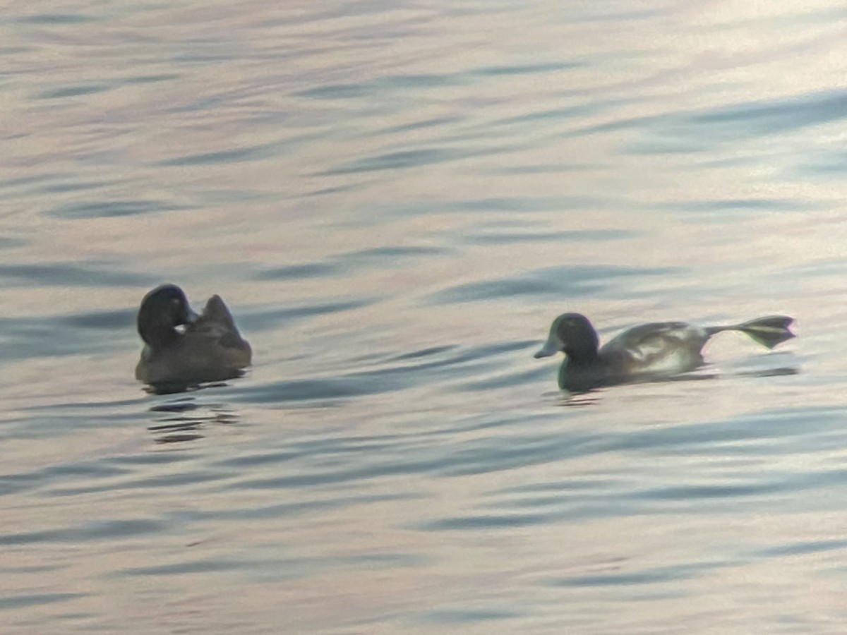 Greater Scaup - ML611145320