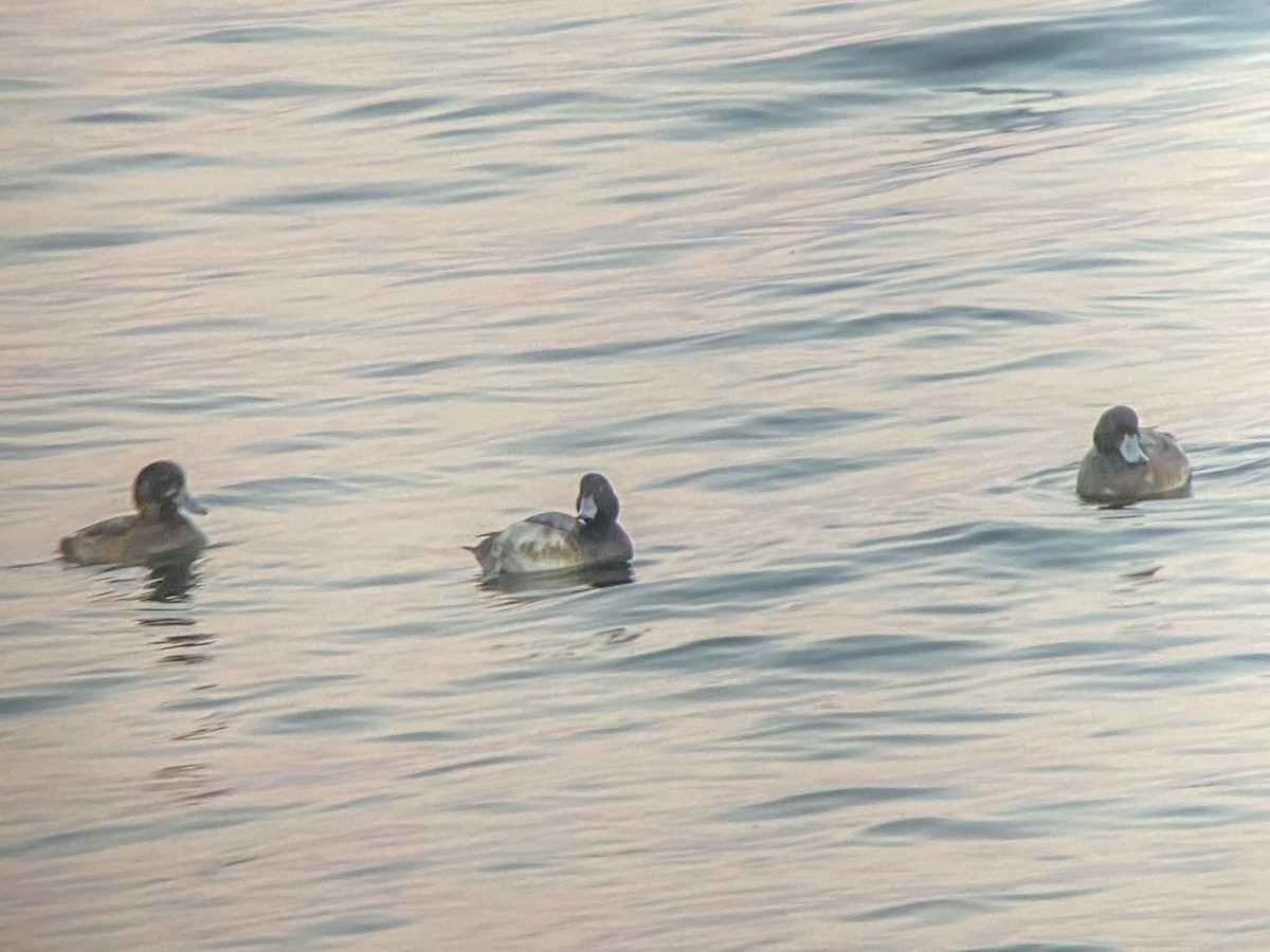 Greater Scaup - ML611145321