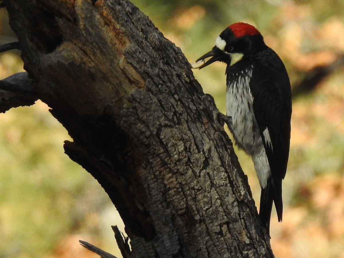 Acorn Woodpecker - ML611145373