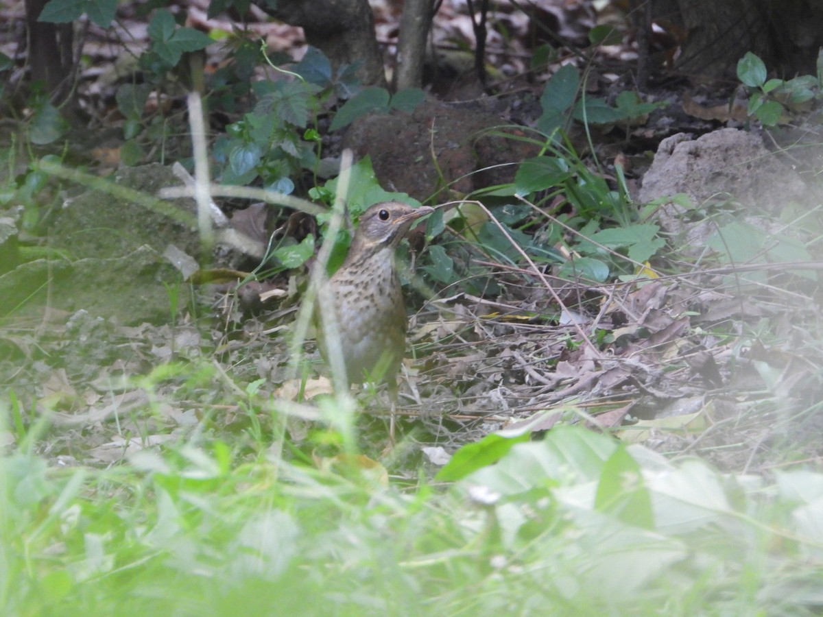 Tickell's Thrush - ML611145425