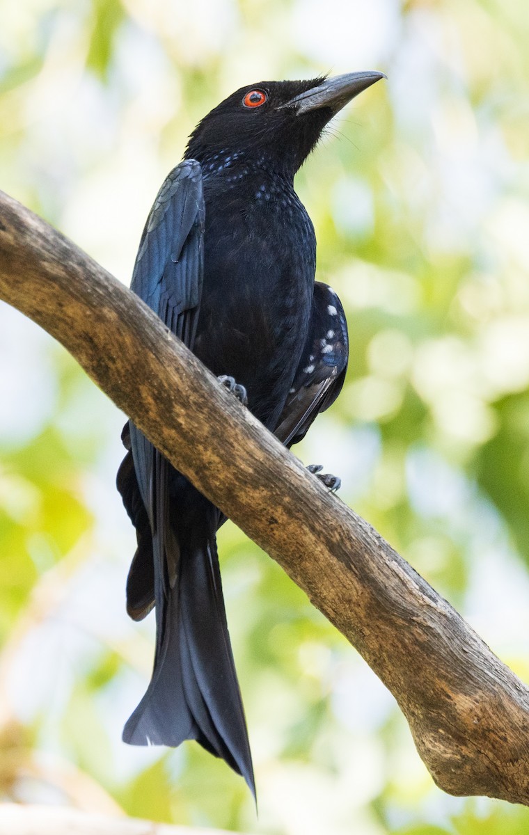 Spangled Drongo - ML611145541