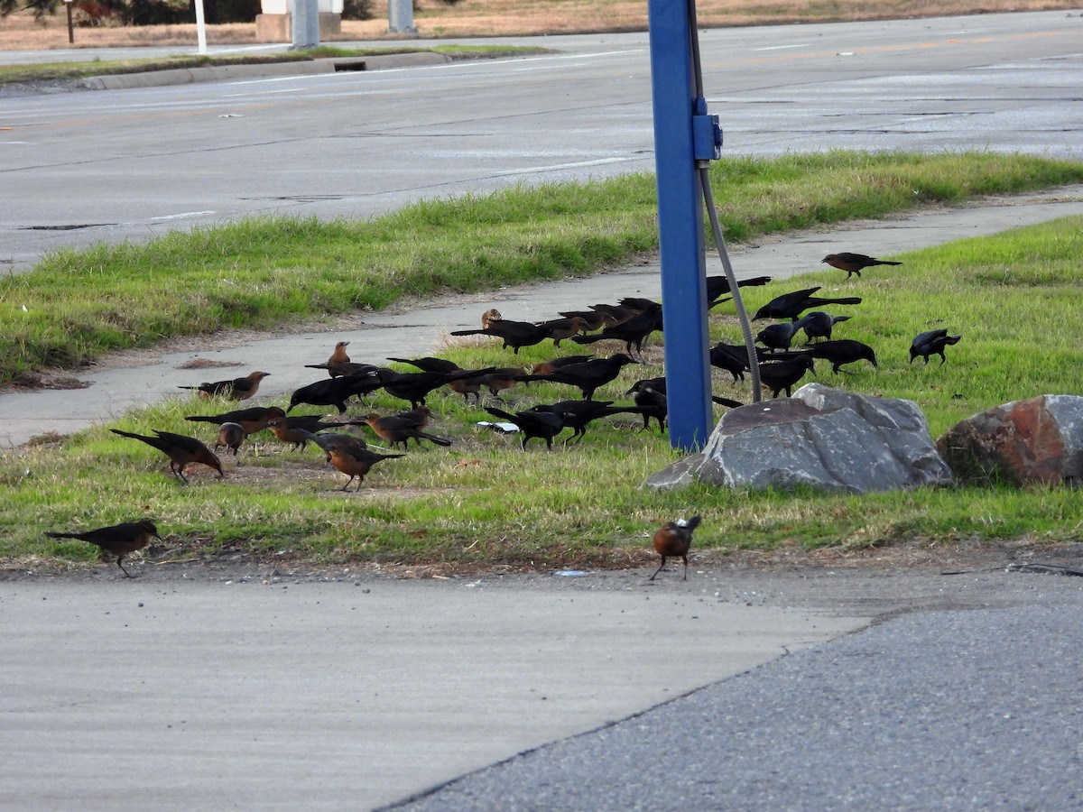 Great-tailed Grackle - ML611145611