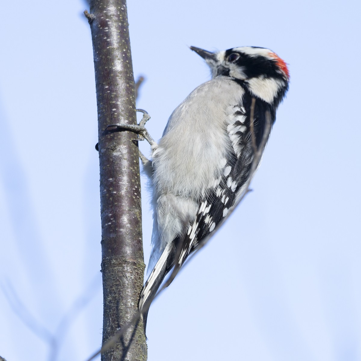 Downy Woodpecker - ML611145623