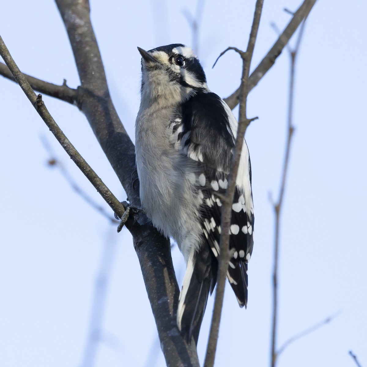Downy Woodpecker - ML611145624