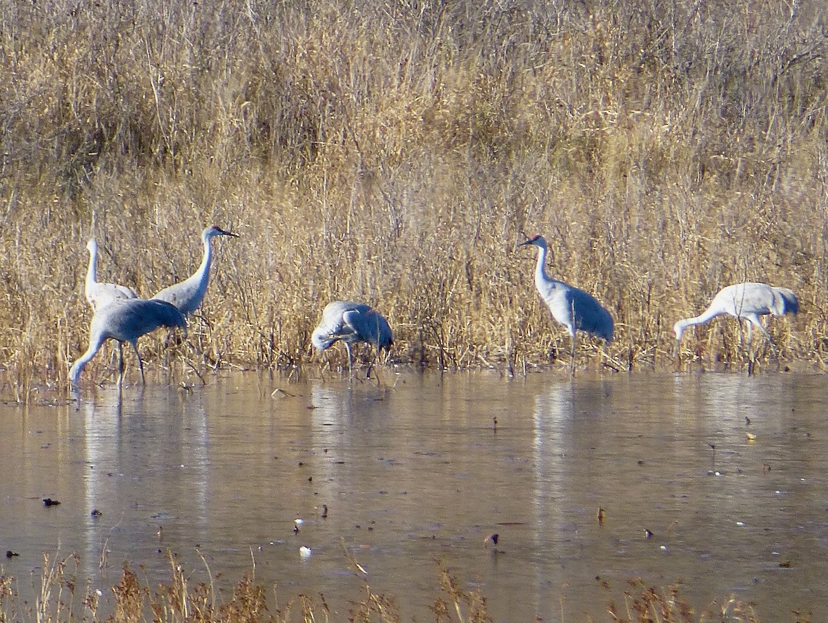 Sandhill Crane - John Marshall