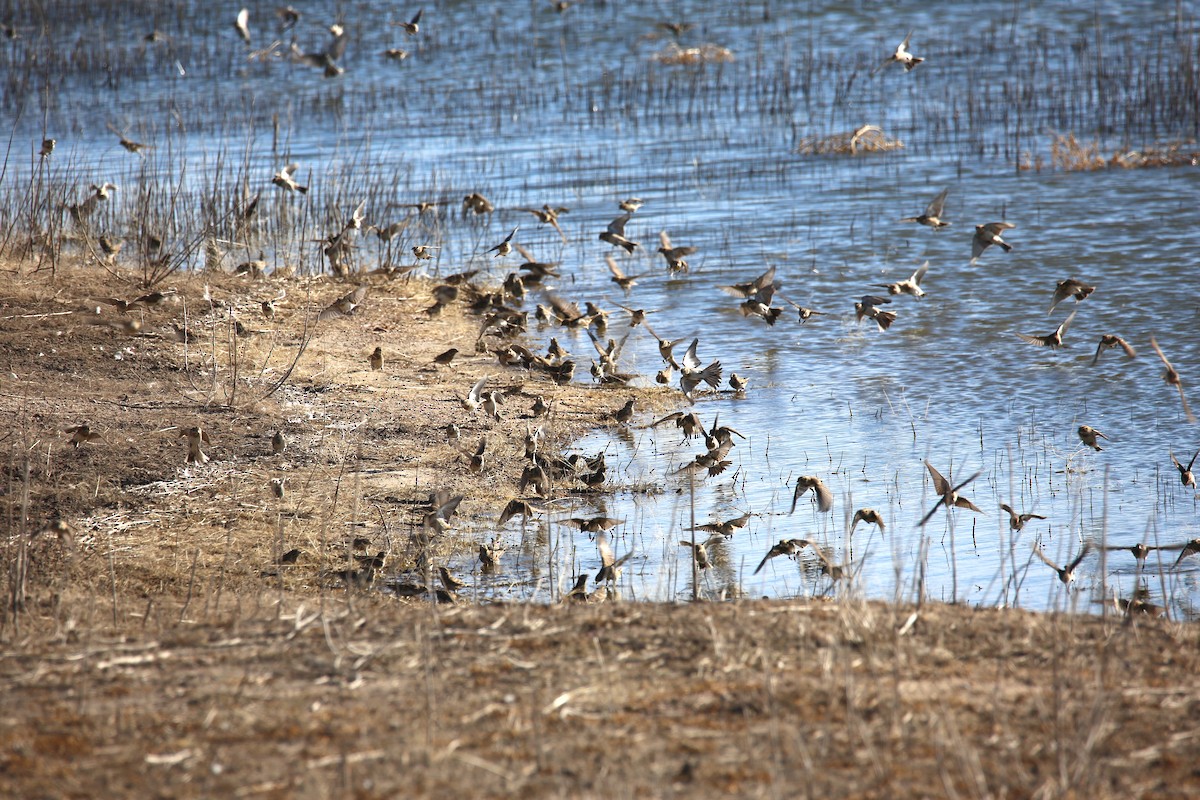 Lapland Longspur - ML611145667