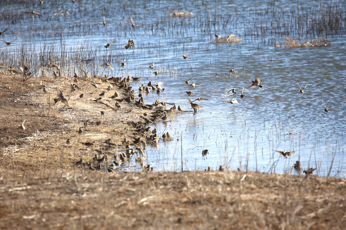 Lapland Longspur - ML611145668