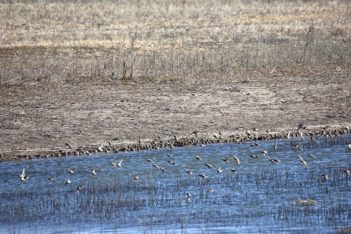 Lapland Longspur - ML611145669