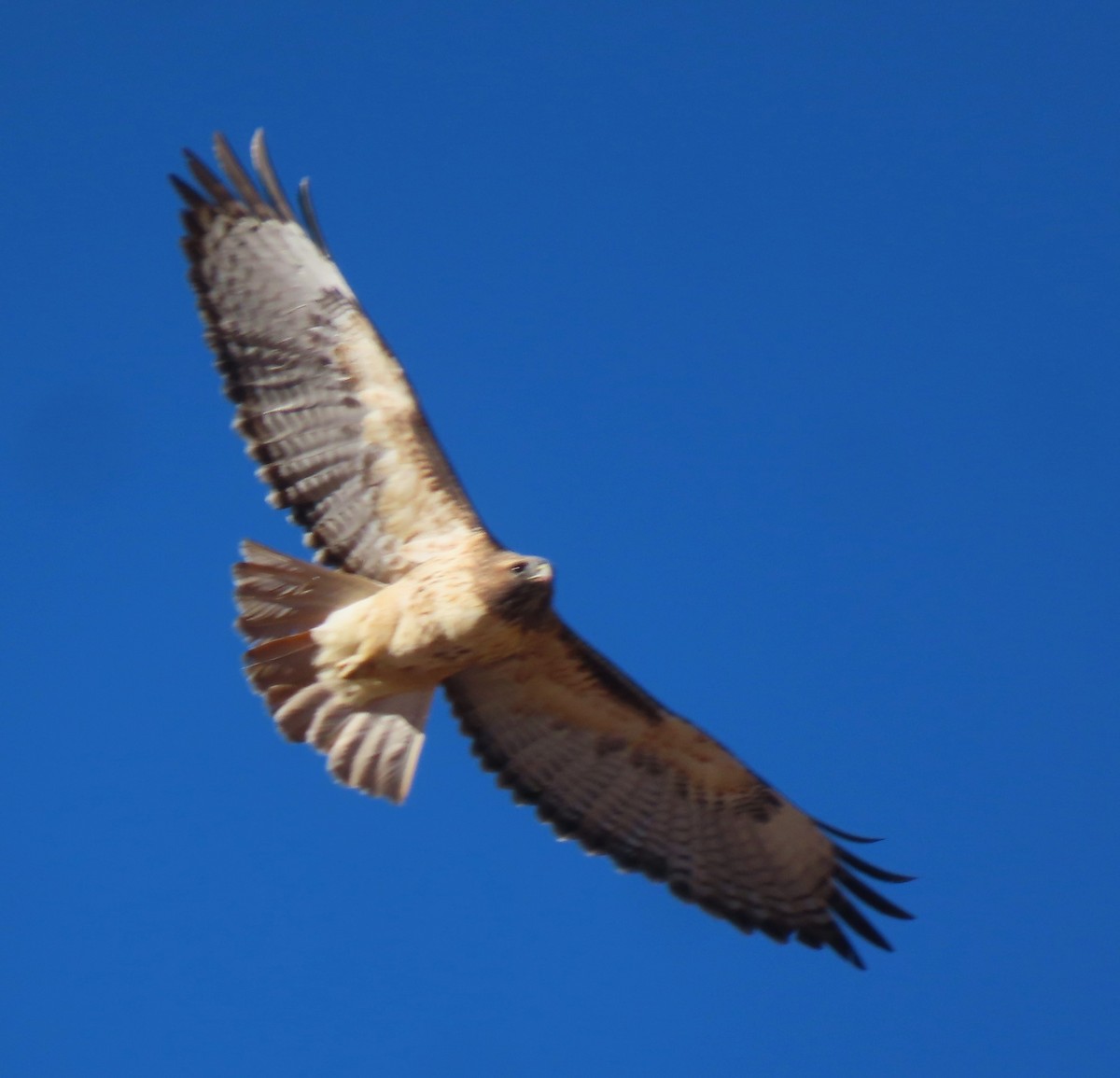 Red-tailed Hawk - ML611145718