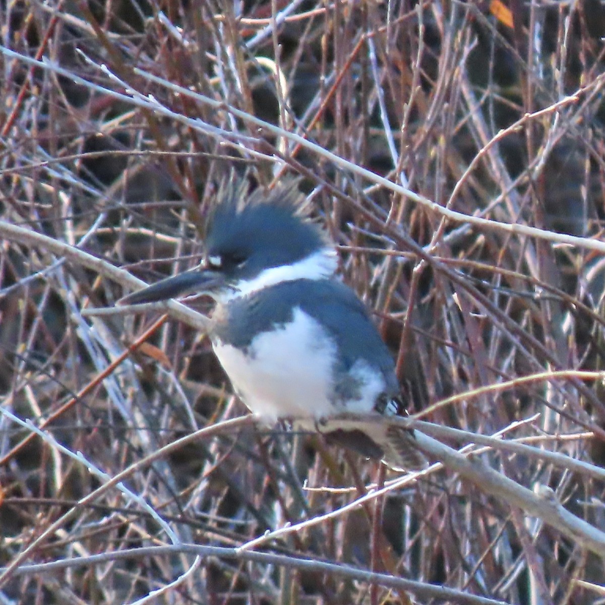 Belted Kingfisher - ML611145722