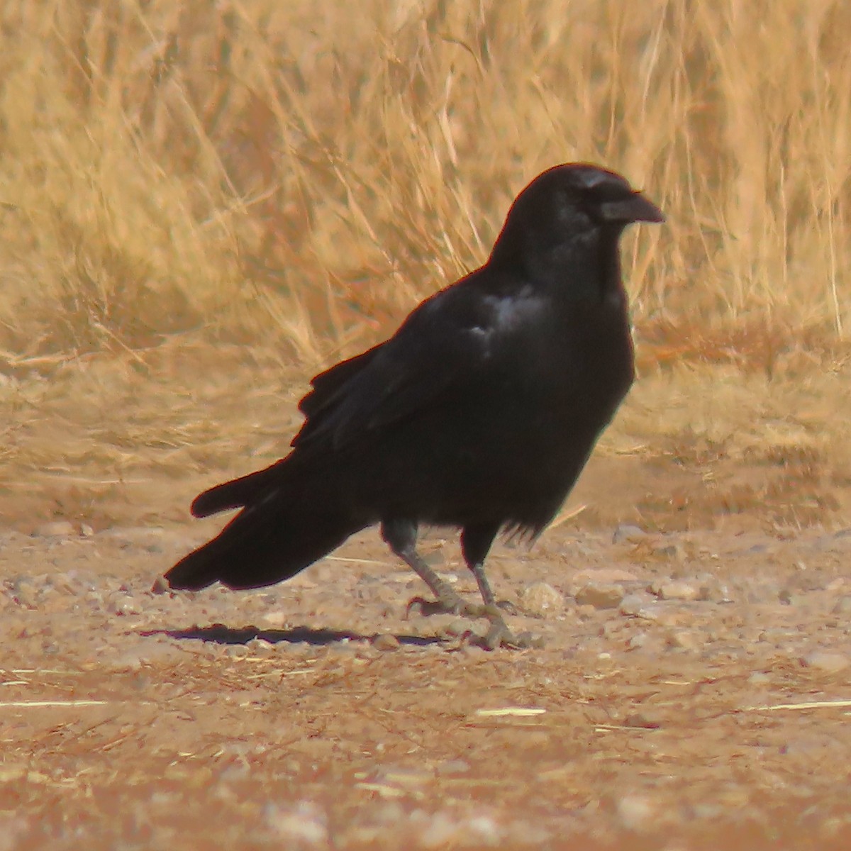 American Crow - ML611145733