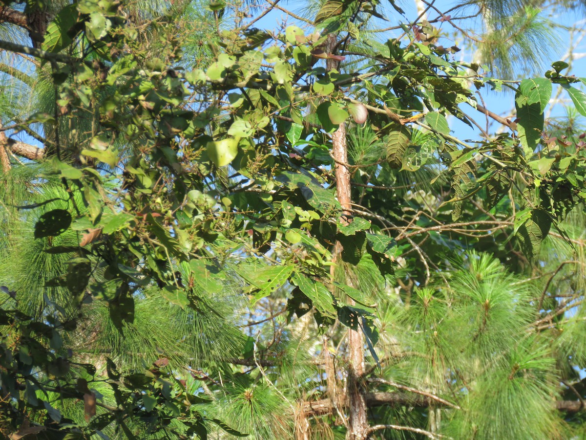 Golden-faced Tyrannulet - ML611145802