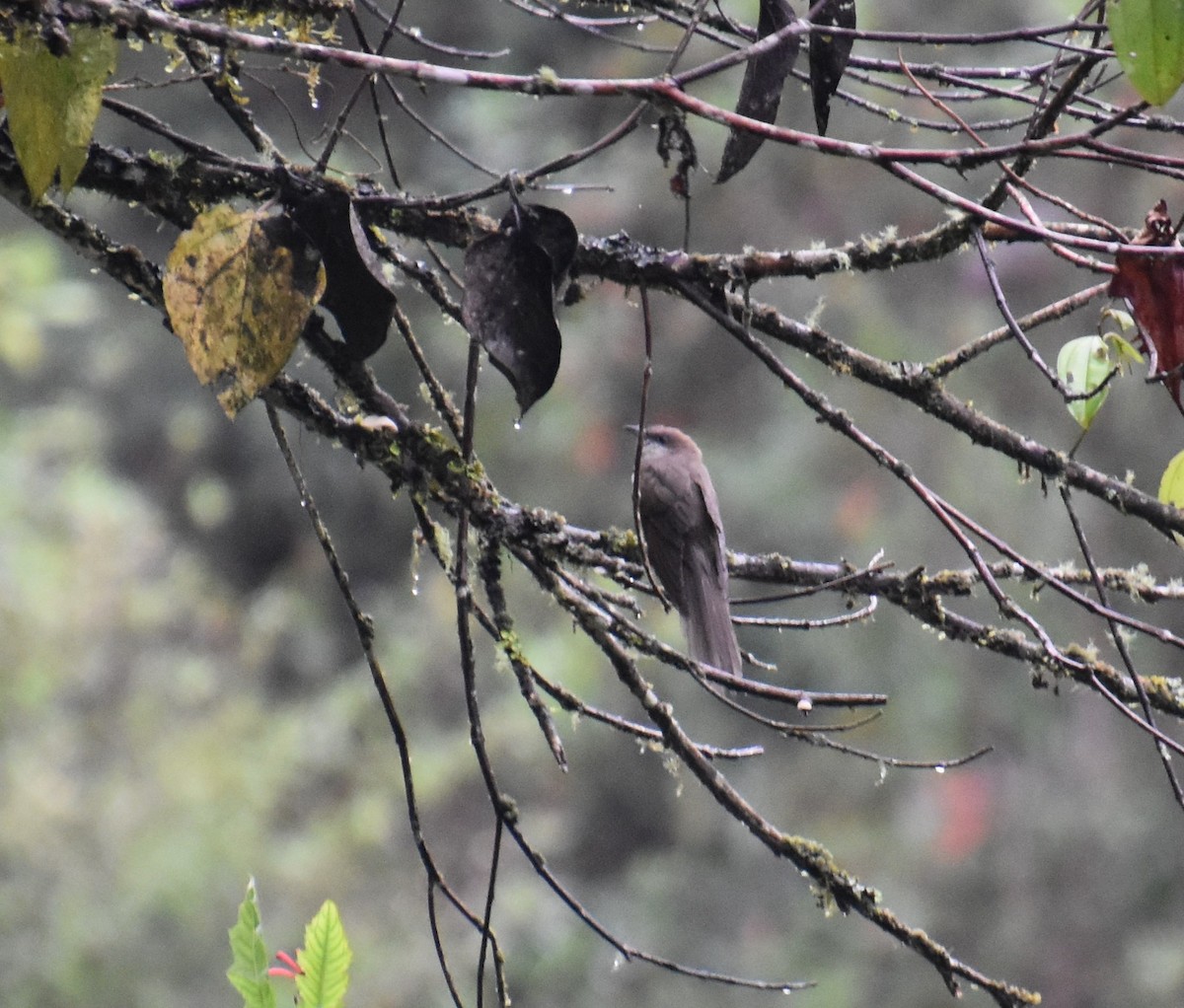 Black-billed Cuckoo - ML611145811