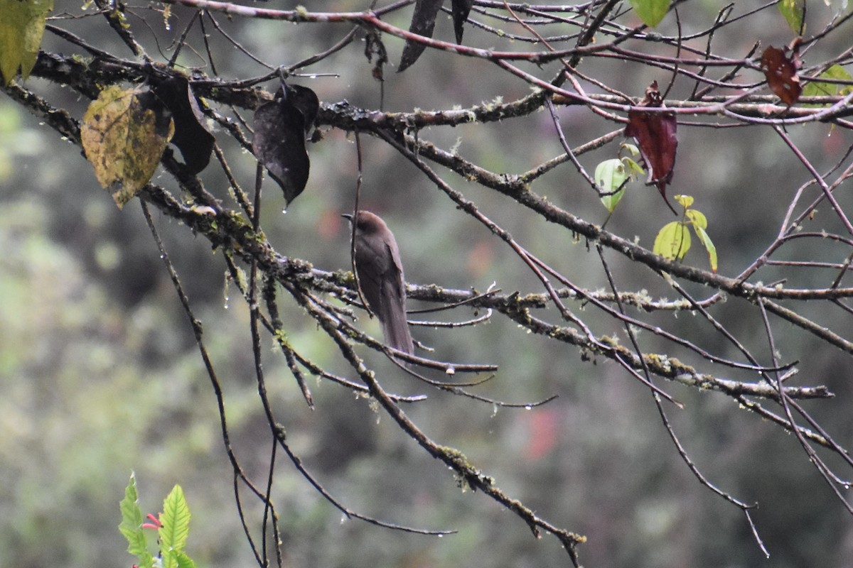 Black-billed Cuckoo - ML611145831