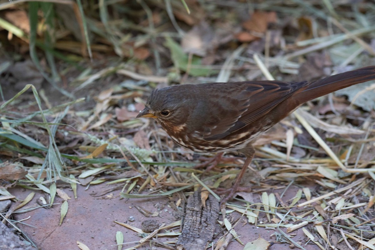 Fox Sparrow - ML611145877