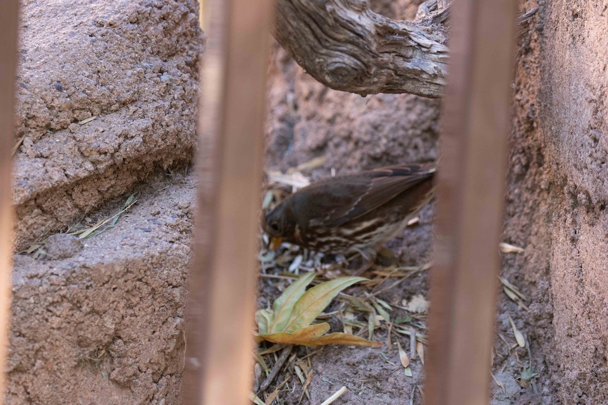 Fox Sparrow - ML611145879