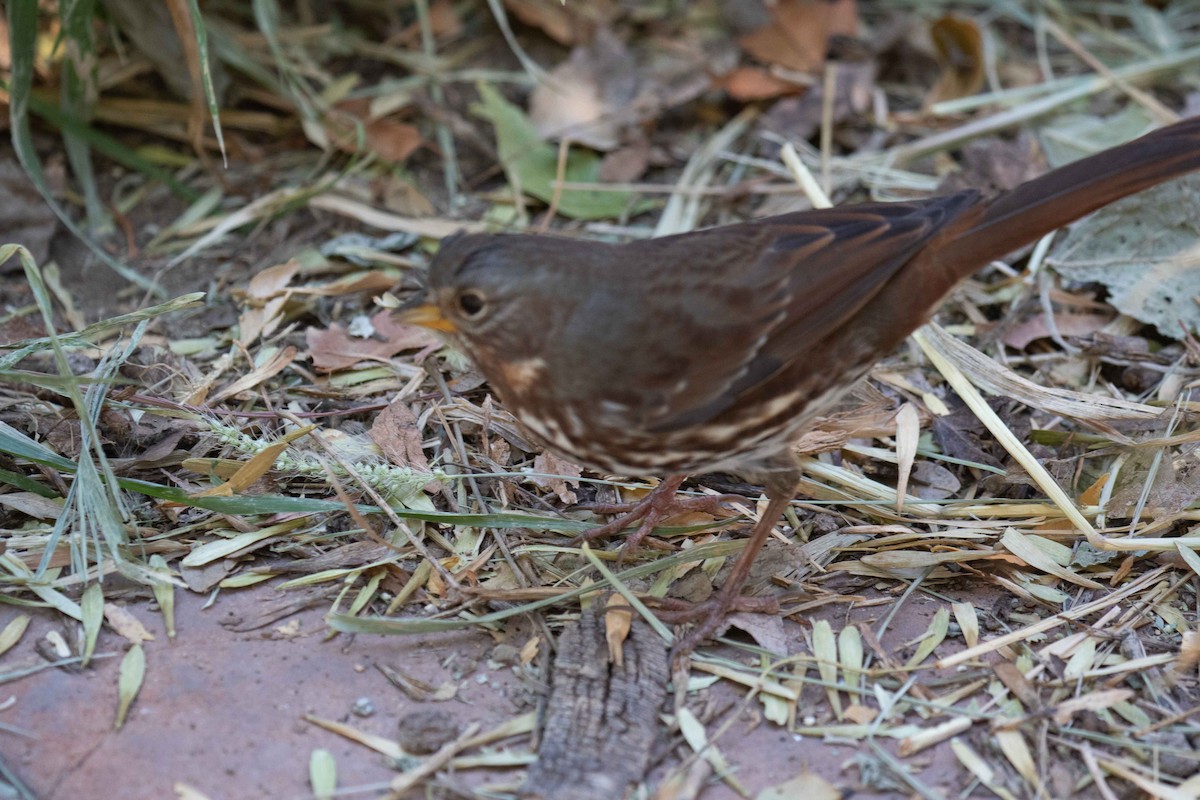 Fox Sparrow - ML611145880
