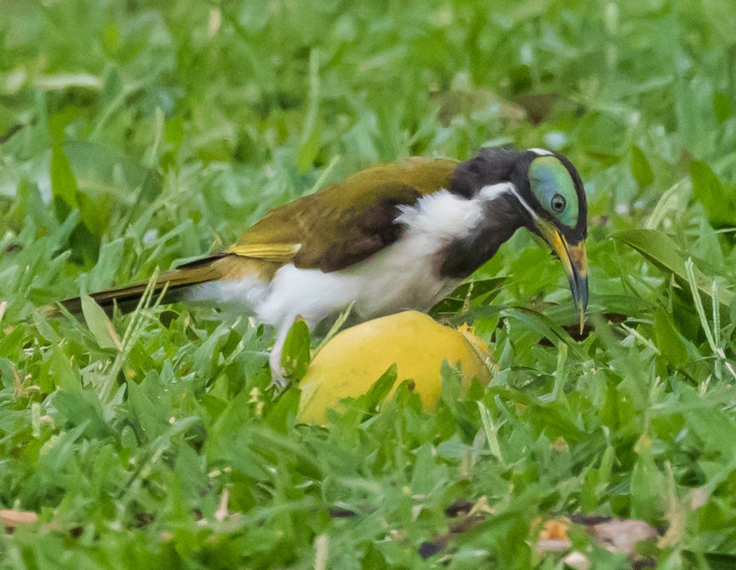 Blue-faced Honeyeater (White-quilled) - ML611145914