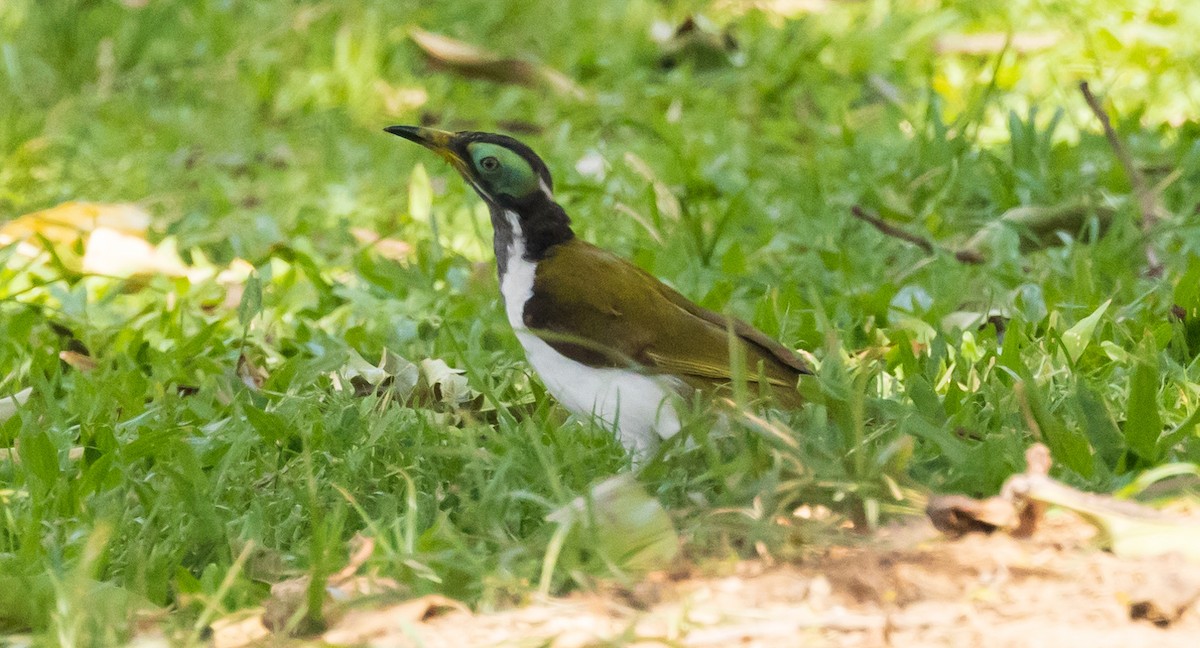 Blue-faced Honeyeater (White-quilled) - ML611145916
