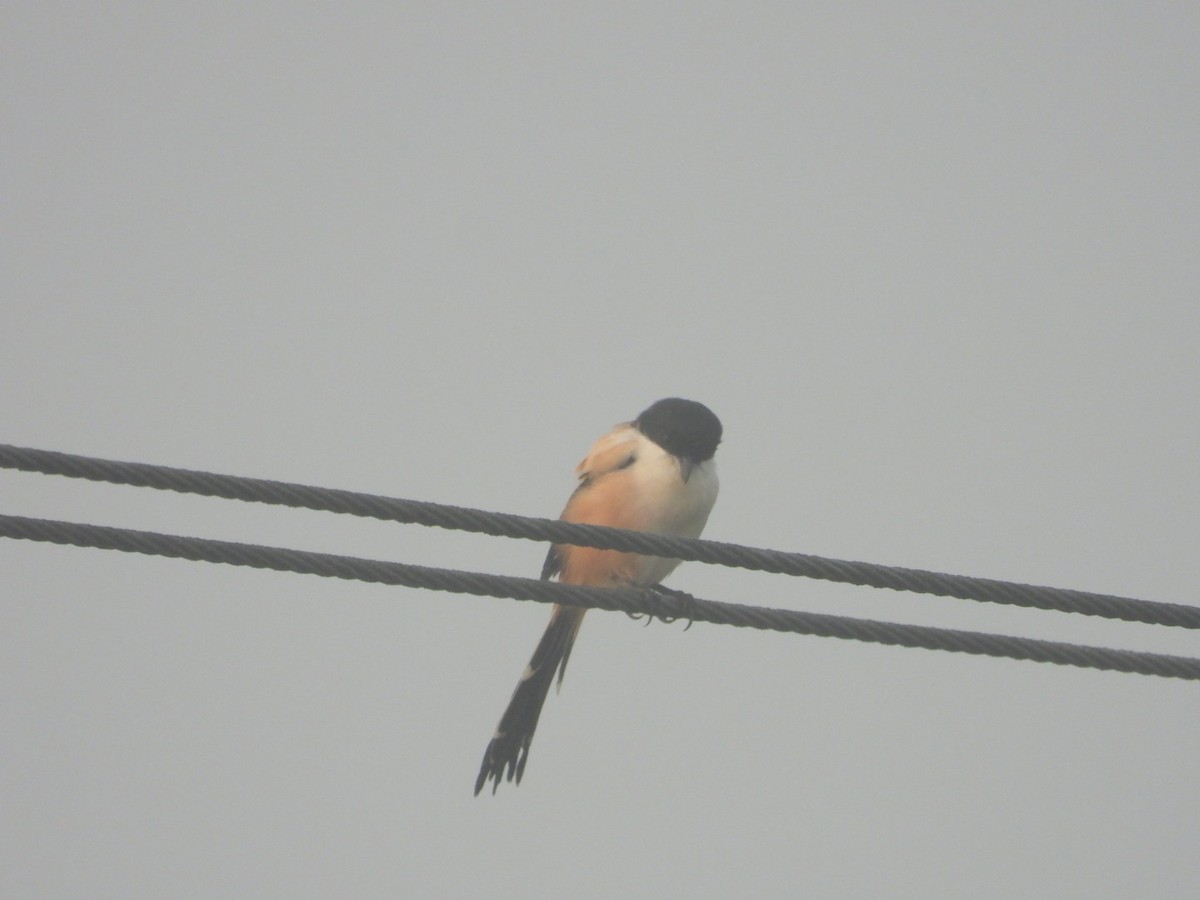 Long-tailed Shrike - ML611145930