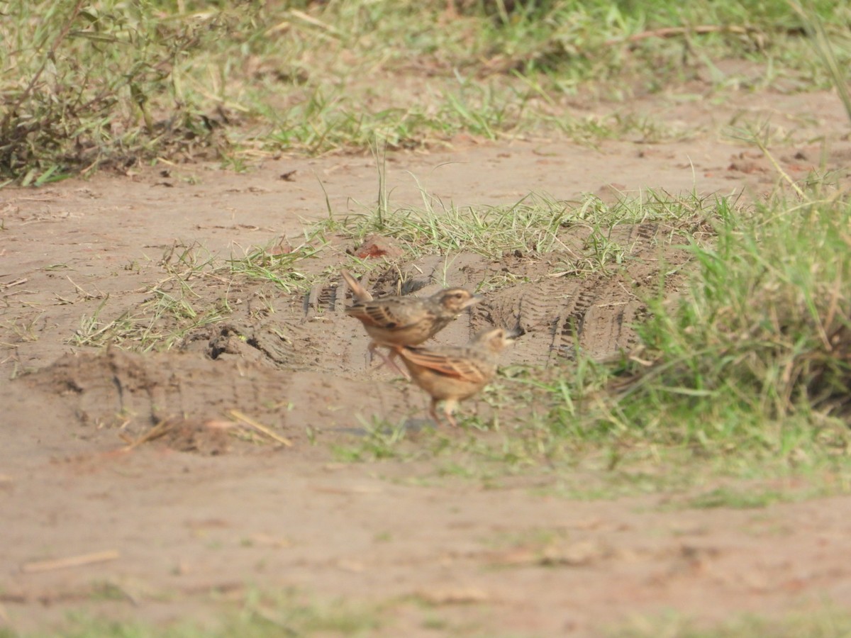 Bengal Bushlark - ML611145975