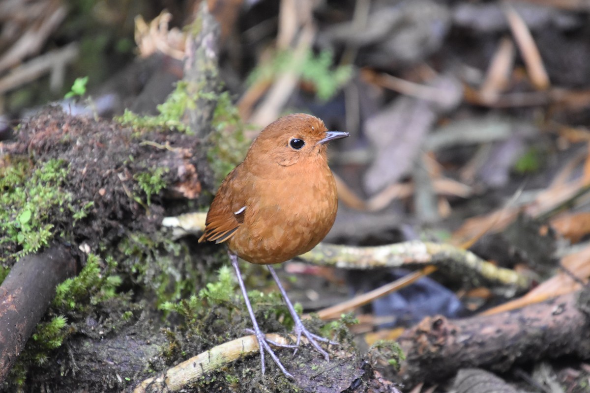 Equatorial Antpitta - ML611145989