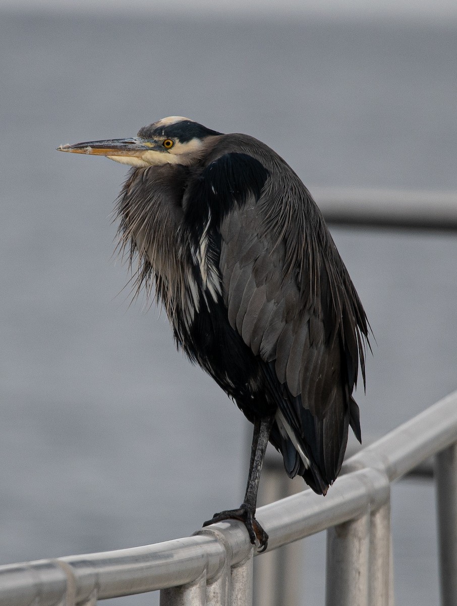 Great Blue Heron - ML611146021