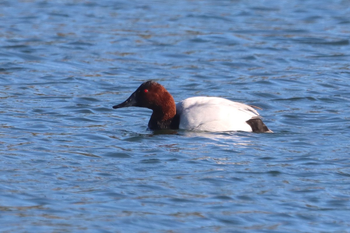 Canvasback - Vincent O'Brien