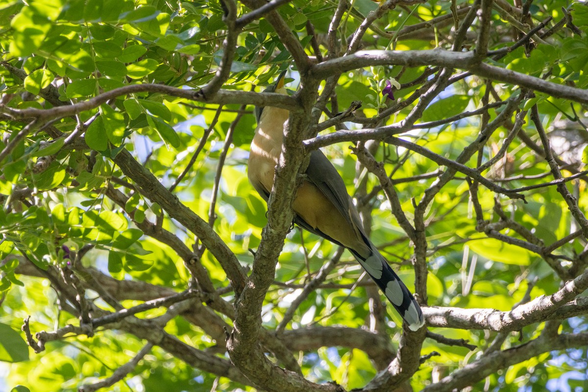 Mangrove Cuckoo - ML611146229