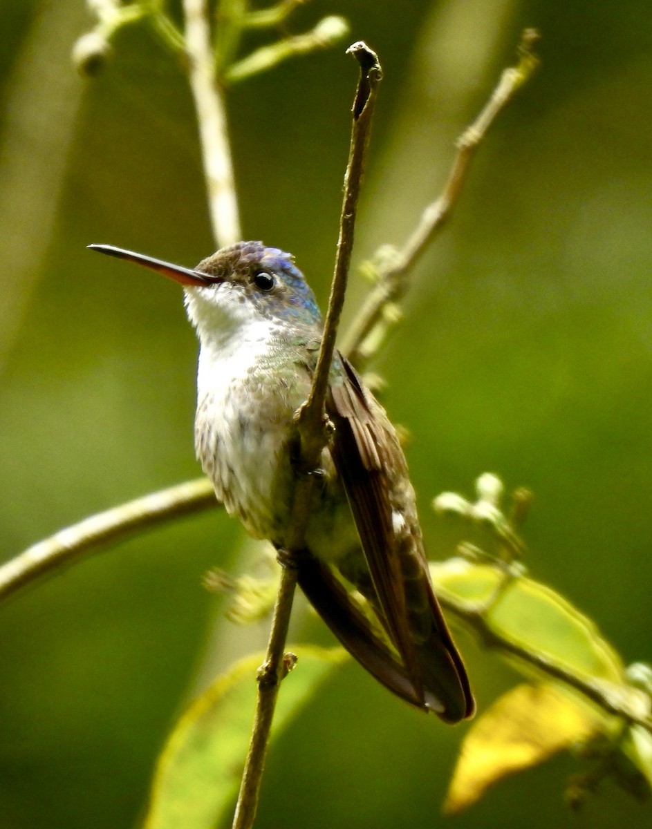 Azure-crowned Hummingbird (Azure-crowned) - Dana Cox