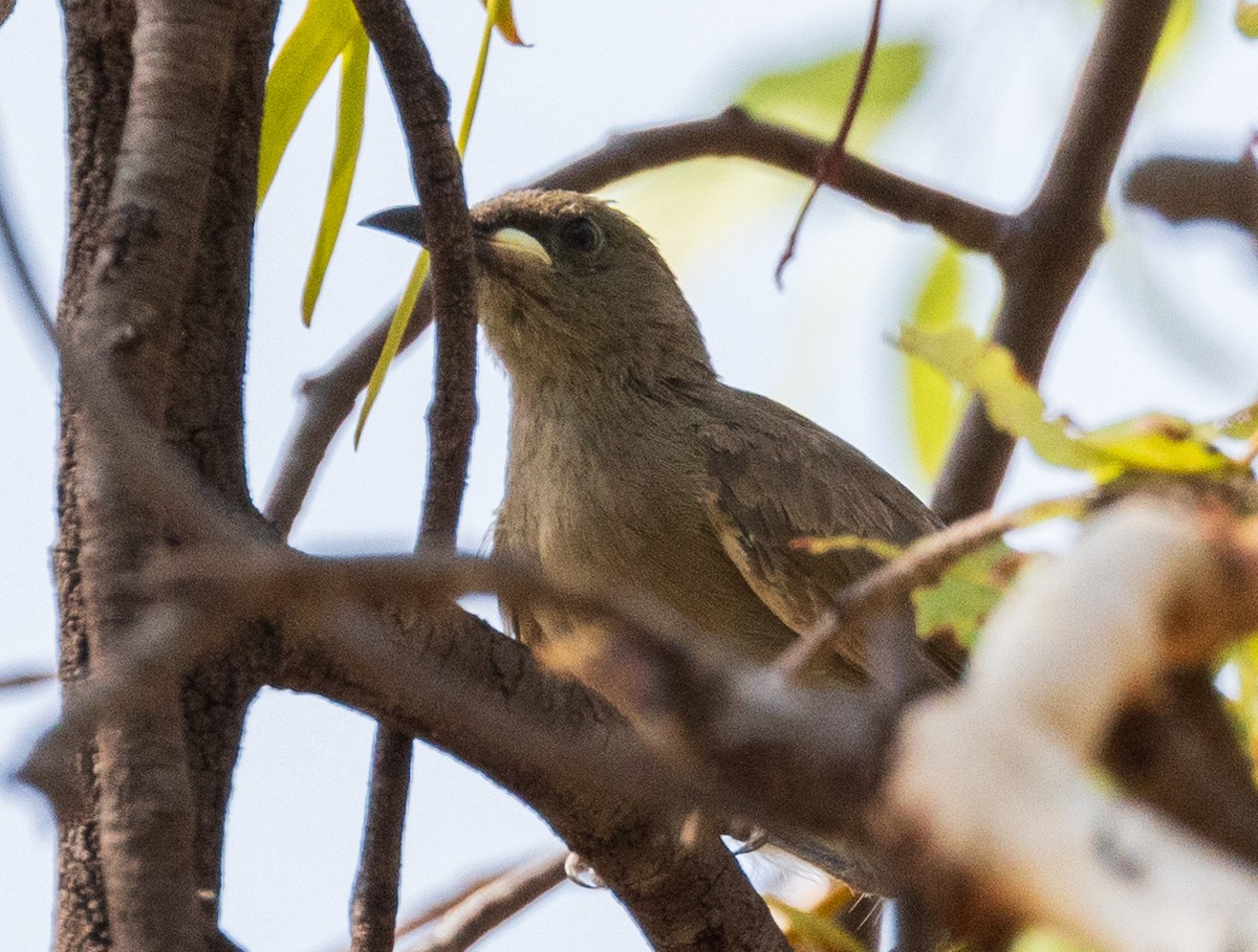 White-gaped Honeyeater - ML611146340