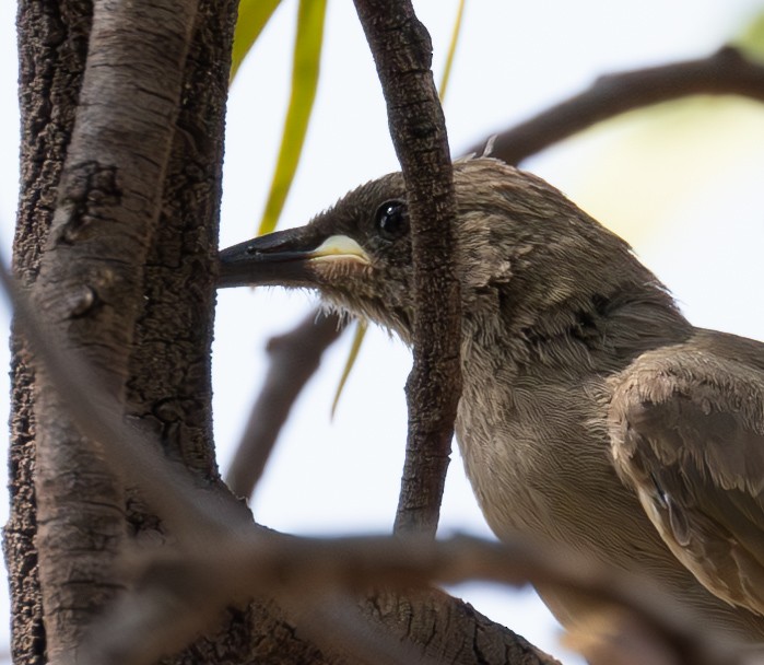 White-gaped Honeyeater - ML611146341