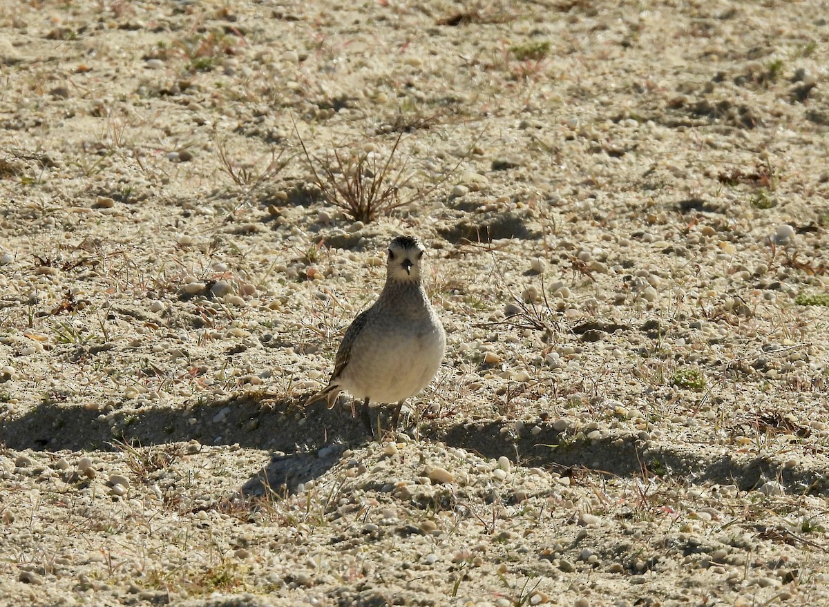 American Golden-Plover - ML611146360