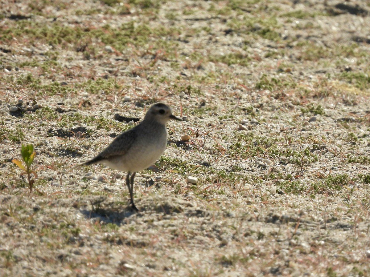 American Golden-Plover - ML611146363