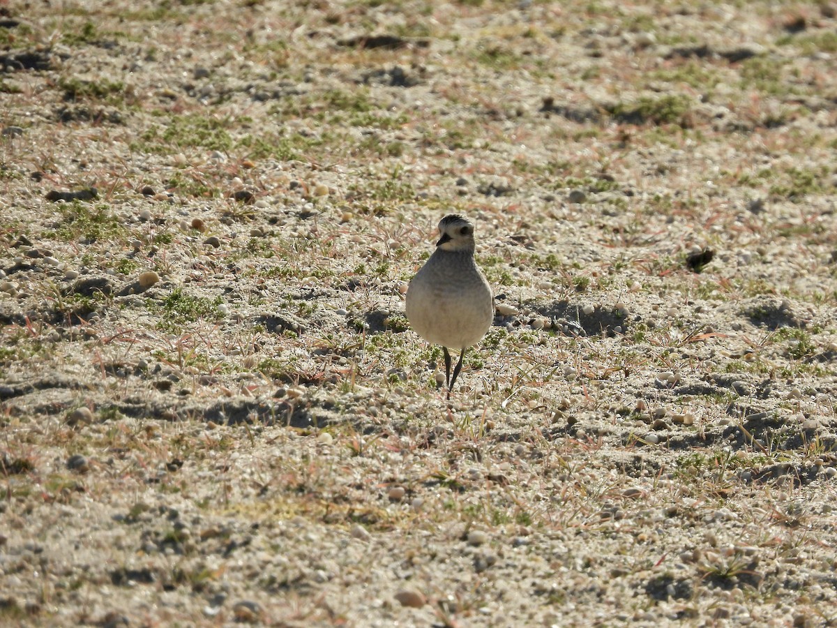 American Golden-Plover - Kathleen Coyle